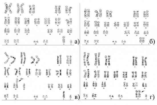 citogen_issl_s.jpg citogen_issl_s.jpg